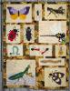 'The Bug Quilt' By Inge Hayes